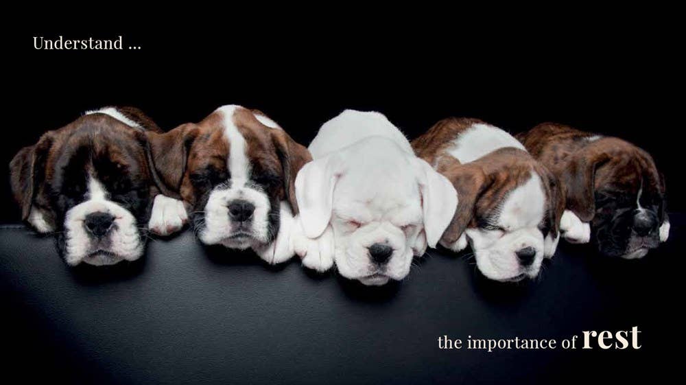 Wisdom Of Dogs: The Adorable And Funny New Book