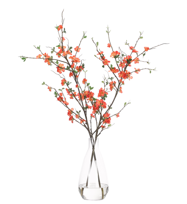 Quince Blossom